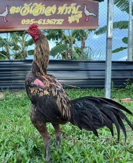 เจ้านัมเบอร์วัน ขุนพลตัวแทนสายพันธุ์ป่าก๋อย ยอดไก่สโล่หลังแห่งสุริยันไร้พ่ายซุ้มตะวันสีทอง
