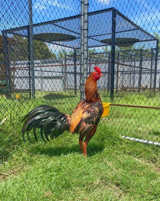 เจ้าแสนงาม แม่ทัพสายพันธุ์พม่ายอดไก่สายเลือดเงินล้านแห่งซุ้มมีสุวรรณทีม